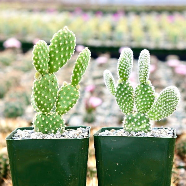 Opuntia Microdasys Bunny Ear Cactus Golden White Angel’s Wings Prickly Pear Polka Dot Cactus Paddle Cactus
