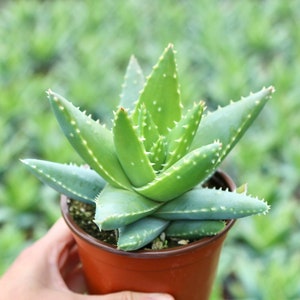 Aloe Brevifolia Short-leaf Aloe Crocodile Plant Live Succulent in 2” 4” Pot
