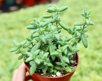 Delosperma Echinatum Pickle Plant Pickle Ice Plant Live Succulent Plant in 2” 4” Pot