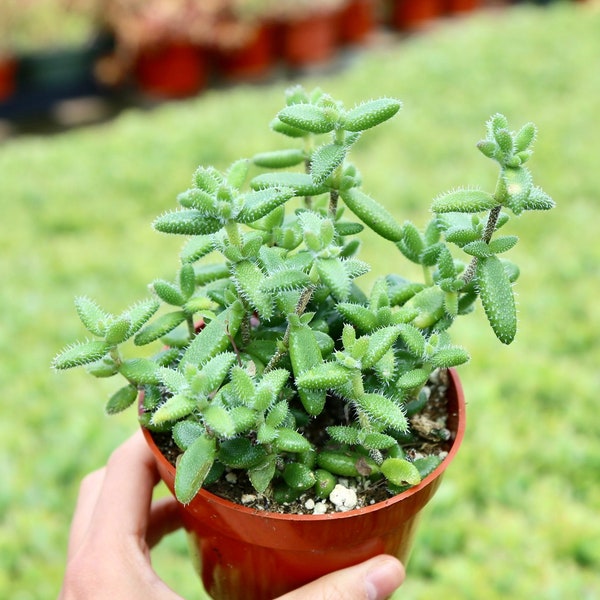 Delosperma Echinatum Pickle Plant Pickle Ice Plant Live Succulent Plant in 2” 4” Pot