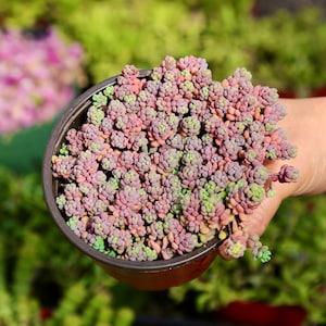 Sedum Dasyphyllum Minor 2" 4” 6” Live Succulent Plant