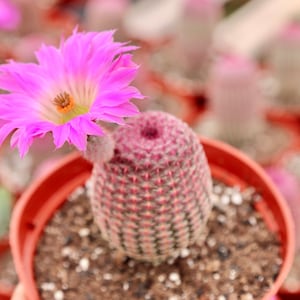 Rainbow Hedgehog Cactus, Echinocereus Rigidissimus Rubrispinus, Pink Purple Cactus 4”