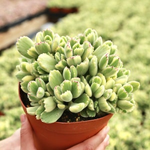 Variegated Bear Paw Succulent - Cotyledon Tomentosa Live Succulent Plant 2" | 4” | 6"