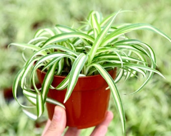 Curly Spider Plant Bonnie Live Houseplant in 4” Pot