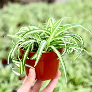 Curly Spider Plant Chlorophytum Comosum 'Bonnie' Live Houseplant in 4” Pot