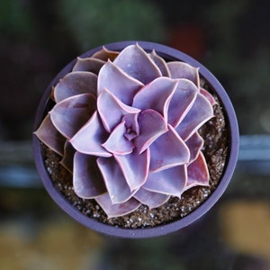 Echeveria Perle Von Nurnberg Live Succulent Plant in 2” 4” Pot