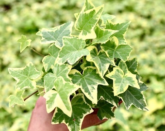 Gold Child Variegated English Ivy Plant in 4” 6” Pot