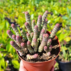 Live Baby Necklace Succulent Crassula Marnieriana Live Plant