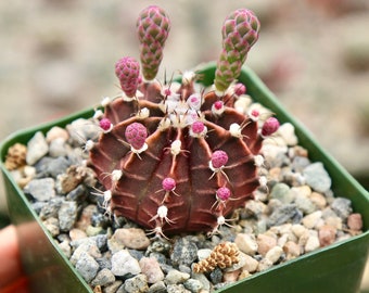 Rare Cactus Gymnocalycium Mihanovichii in 3.5” Pot