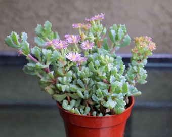 Pink Ice Plant Vigye Sandston Oscularia Deltoides Live Succulent Plant in 2" 4" Pot