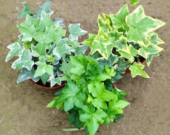 3 English Ivy Trailing Plants Combo | Cooling & Air-Purifying Hanging Houseplant | Climbing Houseplant in 4” Pots