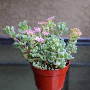 Pink Ice Plant Vigye Sandston Oscularia Deltoides Live Succulent Plant in 2" 4" Pot