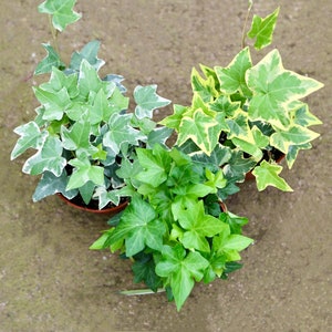 3 English Ivy Trailing Plants Combo | Cooling & Air-Purifying Hanging Houseplant | Climbing Houseplant in 4” Pots