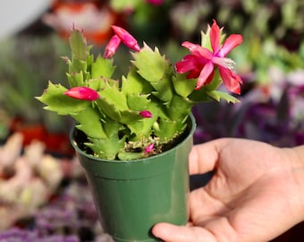 Thanksgiving cactus Christmas cactus Easter cactus Live plant in 4” pot