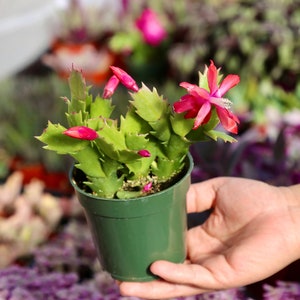 Thanksgiving Cactus | Christmas Cactus | Easter Cactus Live plant in 4” pot