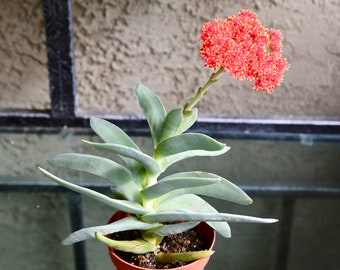 Propeller Plant, Crassula Falcata, Scarlet Paintbrush, Airplane Plant Rare Succulent 2" 4”