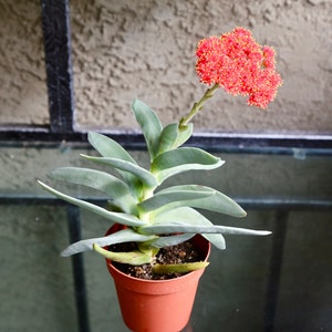 Propeller Plant, Crassula Falcata, Scarlet Paintbrush, Airplane Plant Rare Succulent 2" 4”