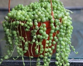 String of Pearls