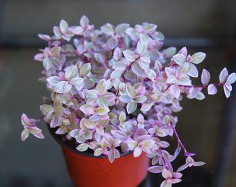 Pink Panther - Pink Lady - Bolivian Jewel - Callisia repens - Wandering Jew Plant 2" 4" 6” Ship with Pot