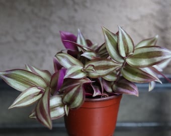 Tradescantia Zebrina ’Silvery Plus‘ Bi-ColorI Wandering Jew Live plant