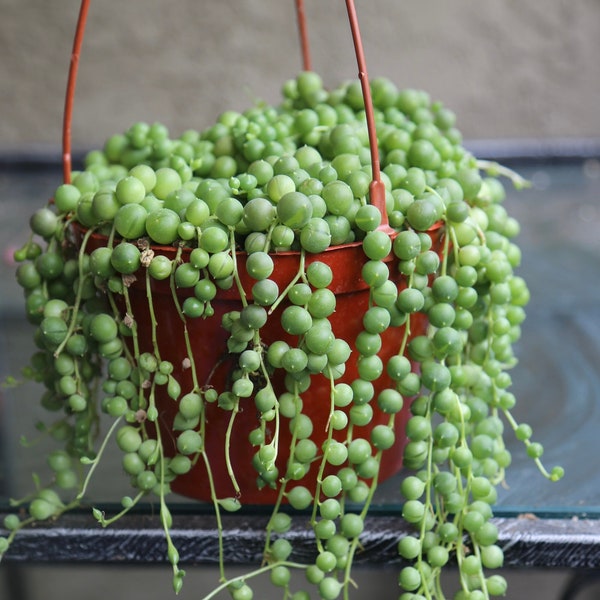 String of Pearls