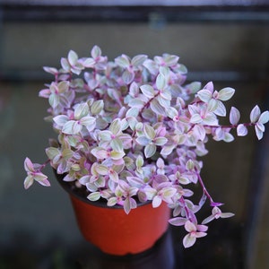 Pink Panther - Pink Lady - Bolivian Jewel - Callisia repens - Wandering Jew Plant 2" 4" 6” Ship with Pot