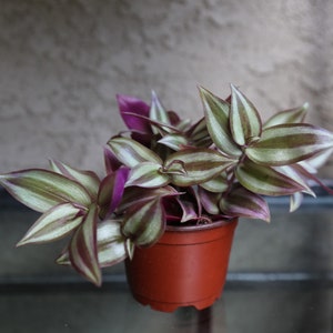 Tradescantia Zebrina ’Silvery Plus‘ Bi-ColorI Wandering Jew Live plant 4&quot; pot