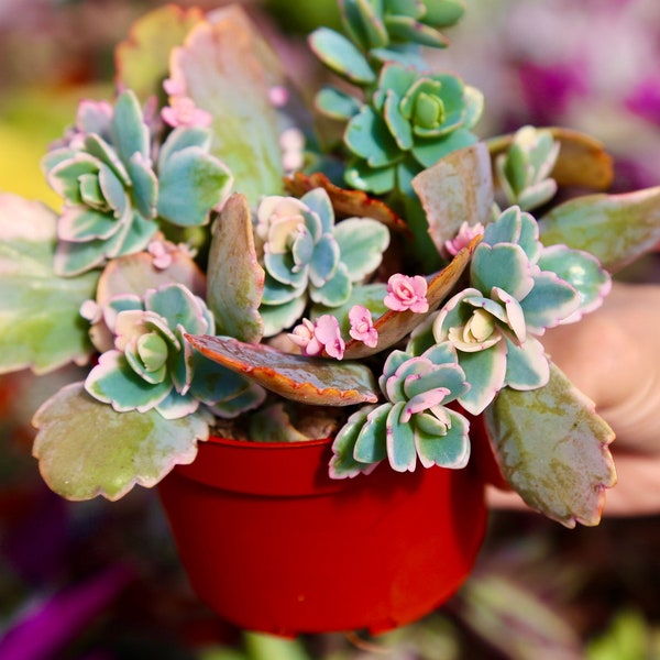 Kalanchoe Fedtschenkoi Variegata Mother of Thousand Live Succulent Plant 4" Pot