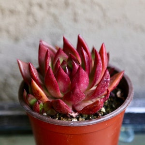 Echeveria Agavoides Romeo Wax Romeo Red Succulent 2&quot; 4” Ship in Pot