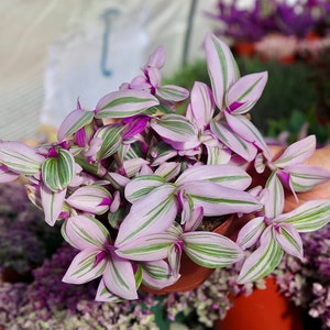 Tradescantia Nanouk - Fantasy Venice Wandering Jew- Bubblegum Wandering Jew - Tradescantia Bubblegum -Pink Purple Plant 2” 4” 6”