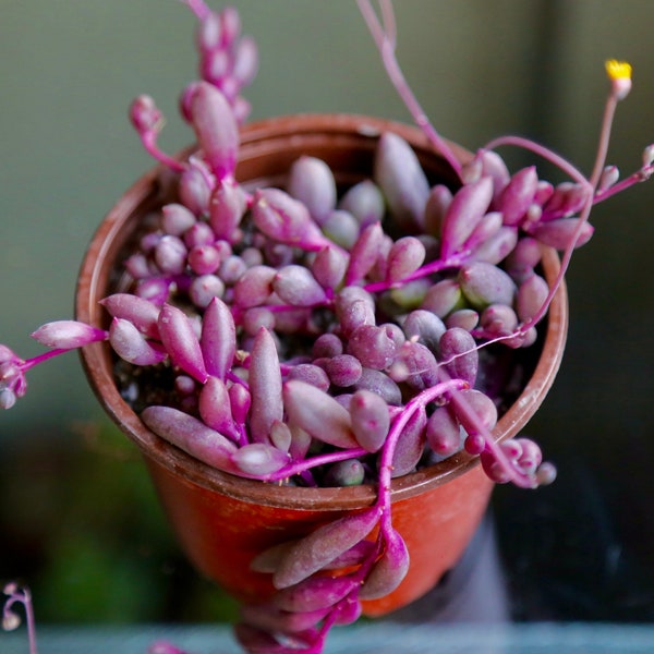 String of Rubies, Othonna Capensis Ruby Necklace Trailing Succulent Hanging Plant 2” 4” 6" Pot