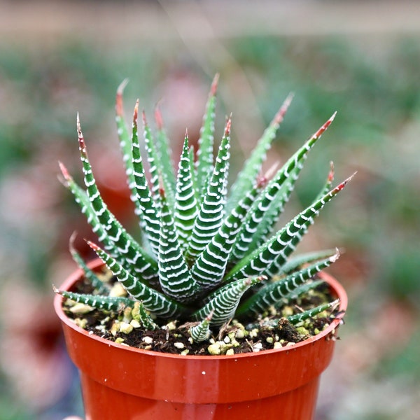 Zebra Haworthia | Haworthiopsis Fasciata | Live Succulents | Cacti | Hardy Plant | Aloe 2” 4”