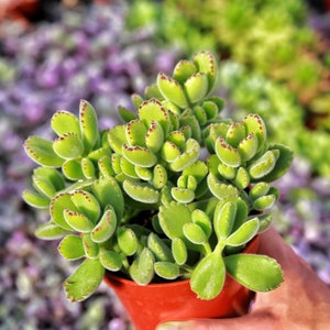 Cotyledon Tomentosa Bear Paw Live Succulent Plant 2” 4”