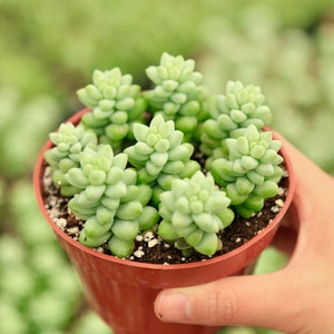 Live Burro's Tail Sedum Morganianum Donkey Tail Trailing Succulent Live Houseplant 2" 4"