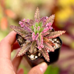 Kalanchoe Pink Butterflies 2” 4”pot Live Succulents Plants