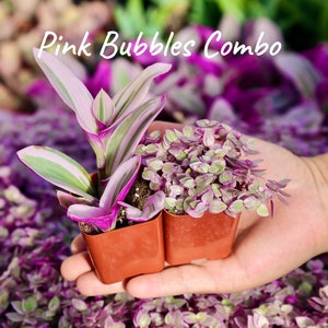 Pink Bubbles Live Plant Combo