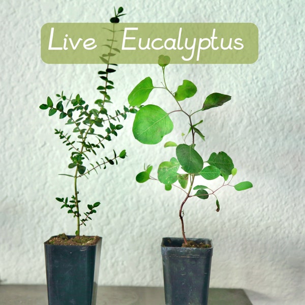 Live Eucalyptus Plants Baby Blue Silver Dollar Parvifolia in 3” Pot