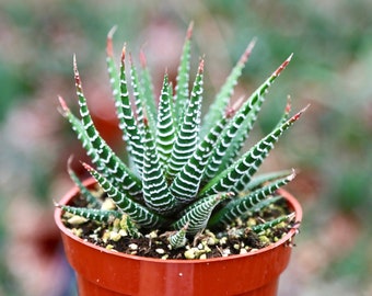 Zebra Haworthia | Haworthiopsis Fasciata | Live Succulents | Cacti | Hardy Plant | Aloe 2” 4”
