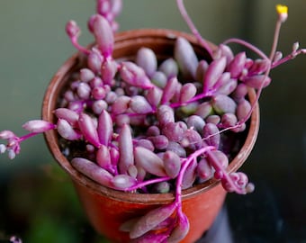 String of Rubies, Othonna Capensis Ruby Necklace Trailing Succulent Hanging Plant 2” 4” 6&quot; Pot