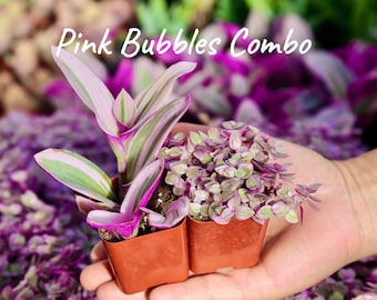 Pink Bubbles Live Plant Combo