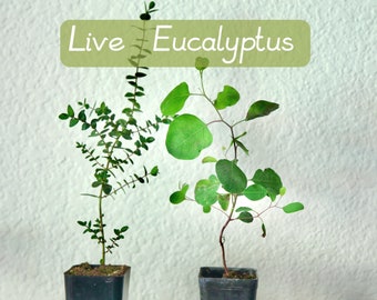 Live Eucalyptus Plants Baby Blue Silver Dollar Parvifolia in 3” Pot