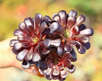 Live Aeonium Black Rose Succulent Live Houseplant