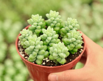 Live Burrito's Tail Sedum Burrito Donkey Tail Trailing Succulent Live Houseplant 2" 4"