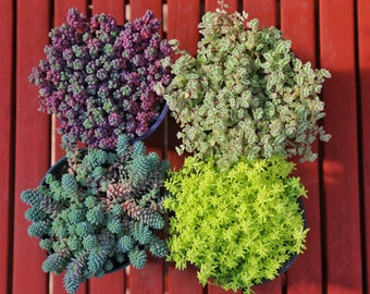 Sedum Combo Perfect Ground Cover Live Succulent Plants