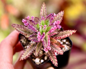 Kalanchoe Pink Butterflies 2” 4”pot Live Succulents Plants