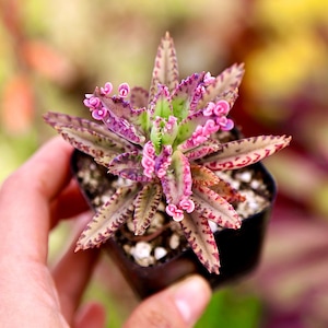 Kalanchoe Pink Butterflies 2” 4” 6&quot;pot Live Succulents Plants
