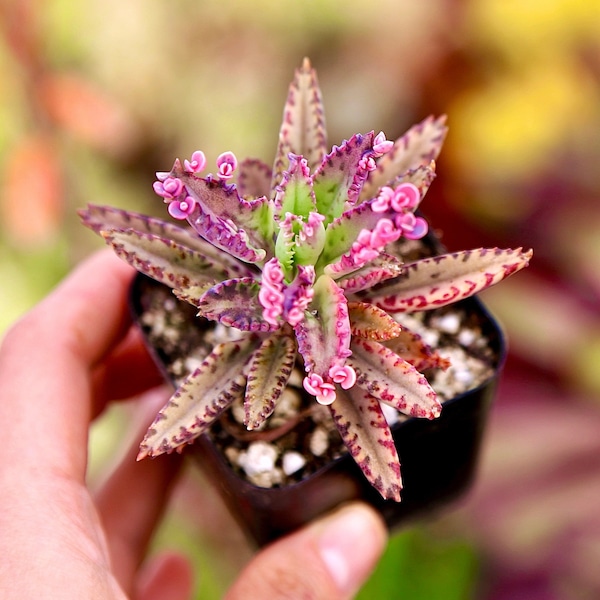 Kalanchoe Pink Butterflies 2” 4” 6"pot Live Succulents Plants