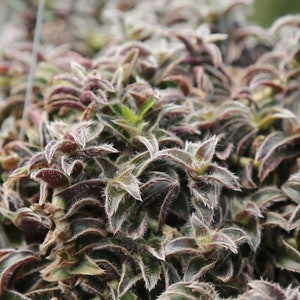 Kitten Ears Cyanotis Somaliensis pussy Ears Live Succulent Houseplant