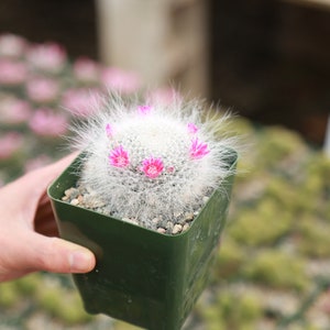 Old Lady Cactus Mammilaria Hahniana White Hairy Live Cactus 3.5 Pot image 2