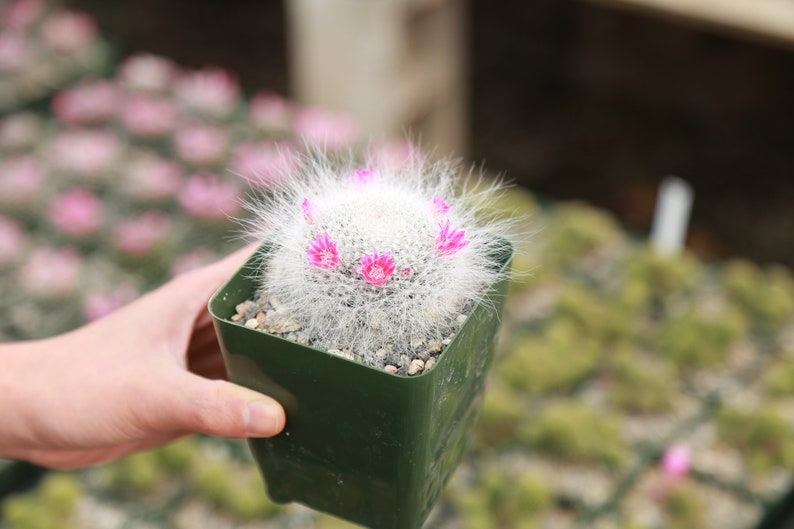 Old Lady Cactus Mammilaria Hahniana White Hairy Live Cactus 3.5 Pot image 2